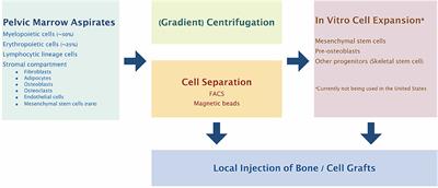 Modifying MSC Phenotype to Facilitate Bone Healing: Biological Approaches